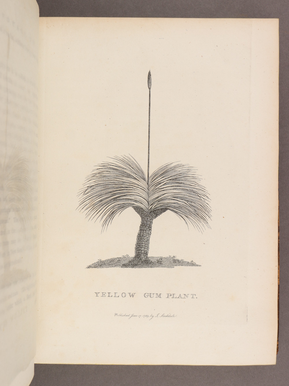 Plate 3